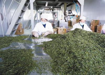 產(chǎn)學(xué)研融合，為茶葉加工“增色添香”