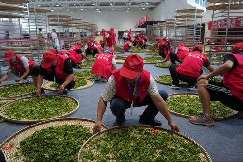 技顯匠心，茶韻飄香——第六屆全國(guó)農(nóng)業(yè)行業(yè)職業(yè)技能大賽茶葉加工工（精制）賽四川省選拔賽正式啟幕